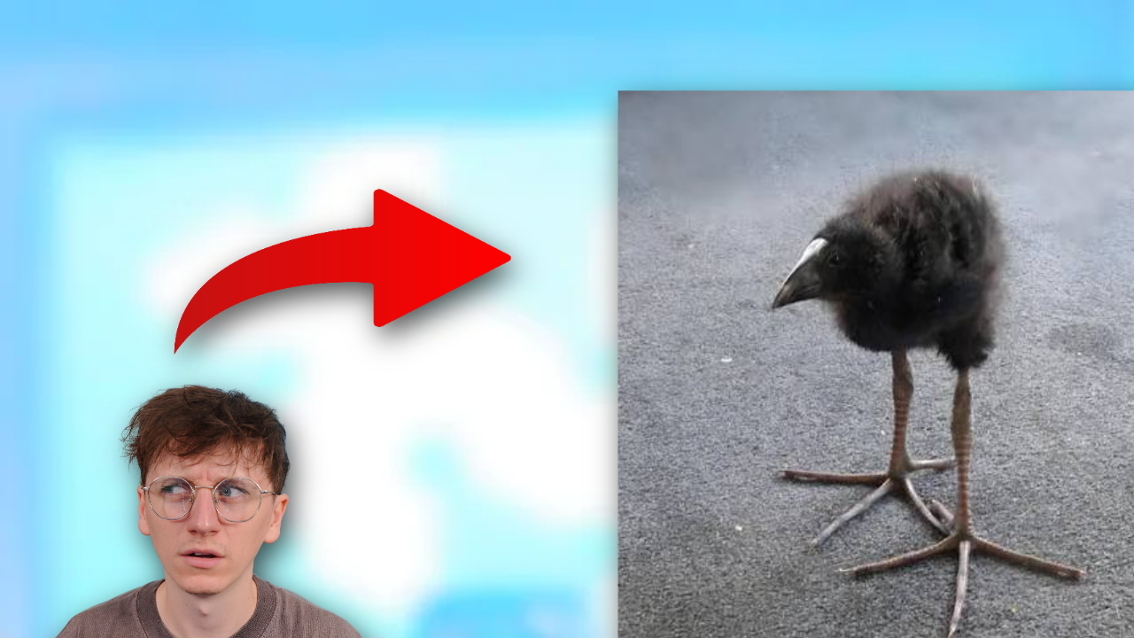 bird.png
