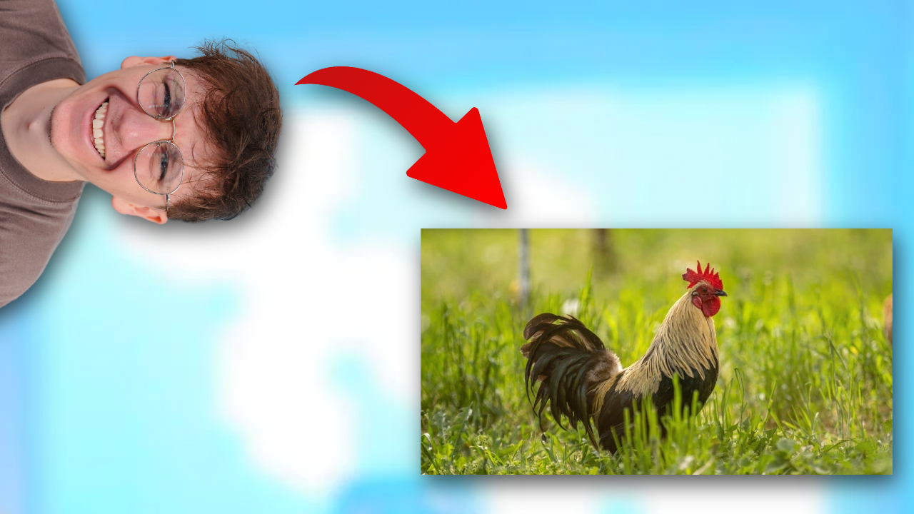 chicken.png