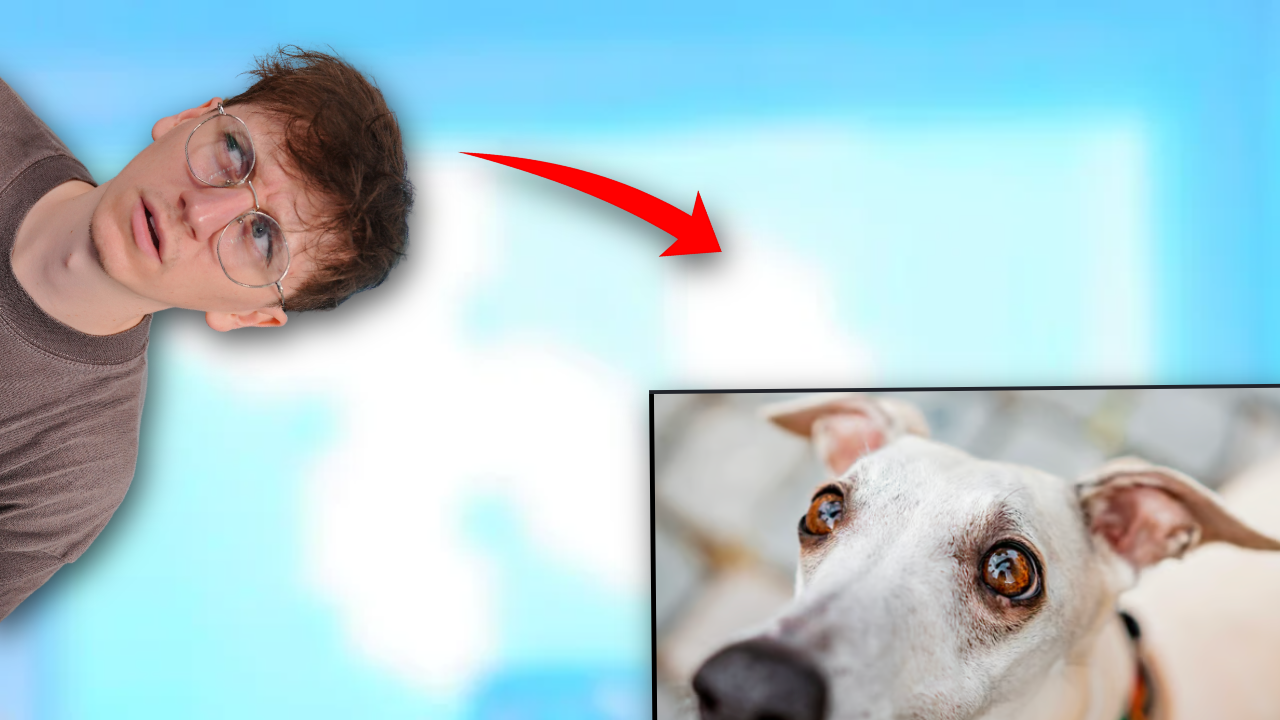 dog.png